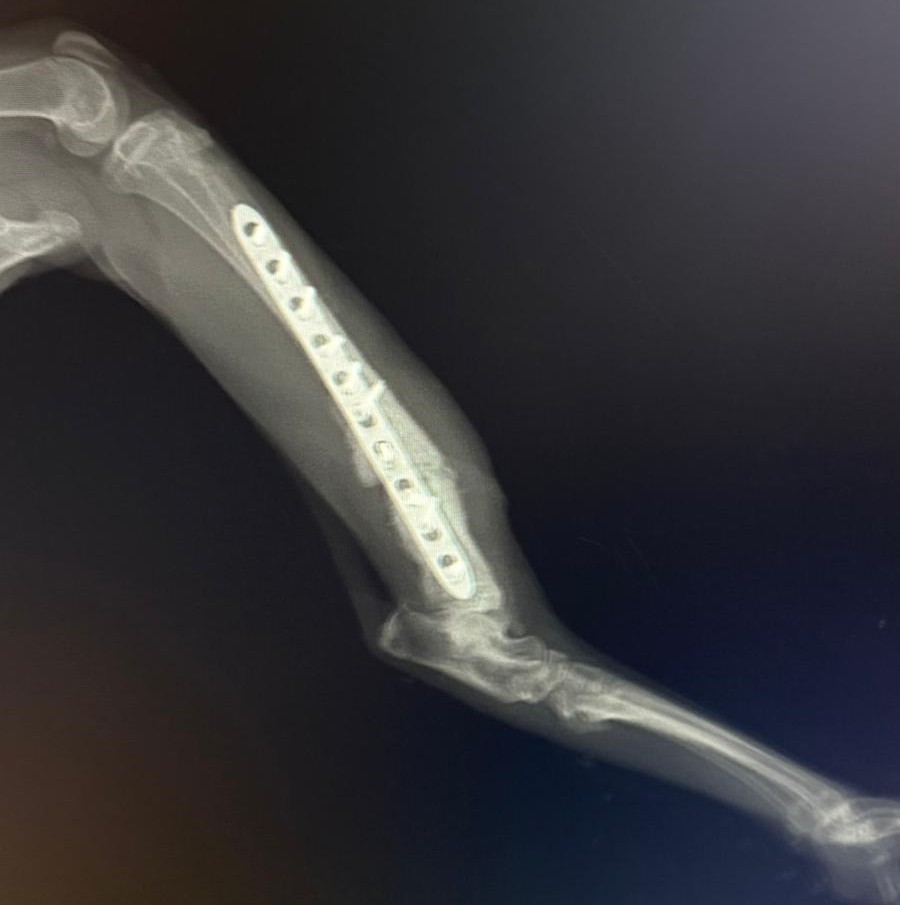 Panem Profesyonel Veteriner Kliniği | Diyarbakır Kayapınar